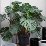 �Di lei conservo ancora una monstera che ha oltre 60 anni e sulla quale ho apposto per� il cartellino �non in vendita��